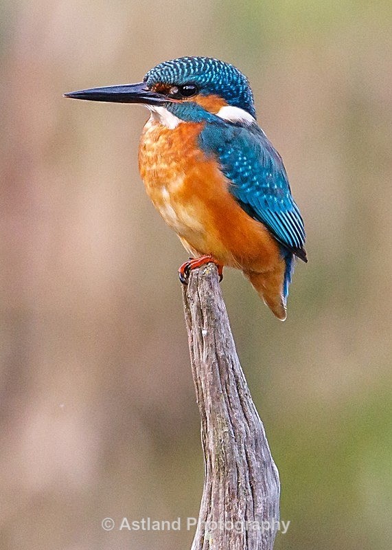 Astland Photography, Bird and Wildlife Images, Susan and Peter Wilson, U.K.