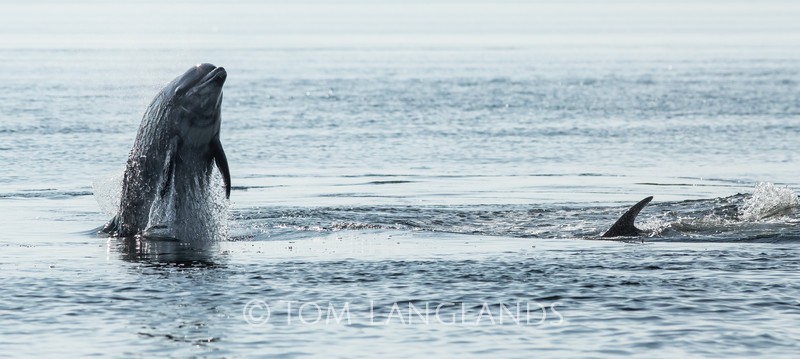 Bottlenose Dolphins - Dolphins