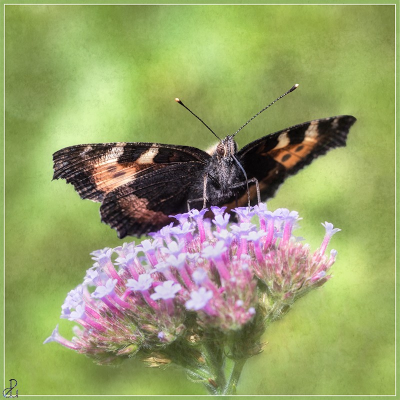 Macro photography by Diana Uzun
