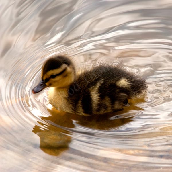 Duckling