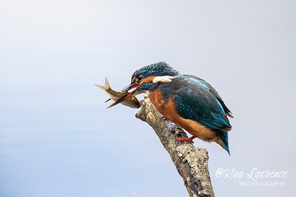 Kingfisher Alcedo Atthis009 - Kingfishers