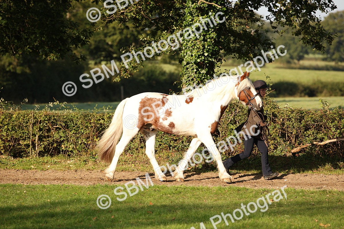 SBM_58680 - S51 - Piebald & Skewbald Horse In Hand