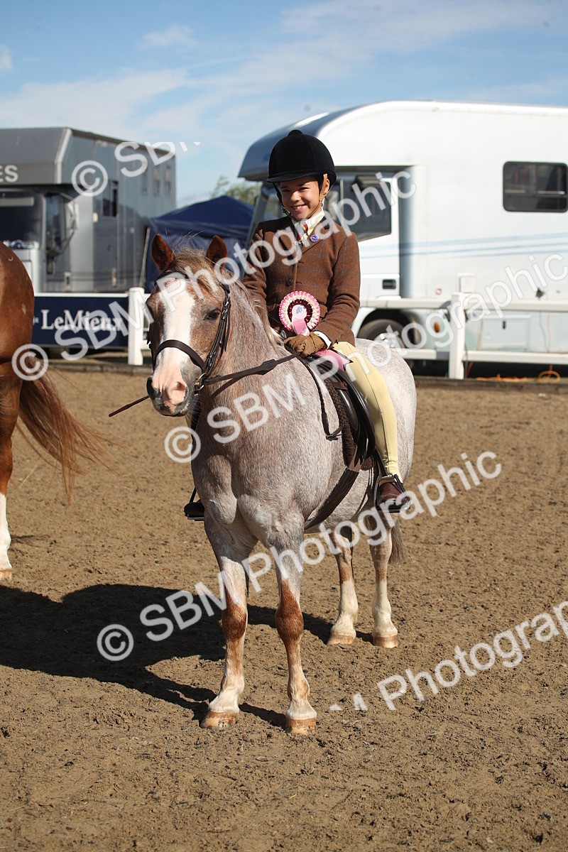 SBM_12791 - Class 504b - Junior Working Veteran - 40cm (20+)