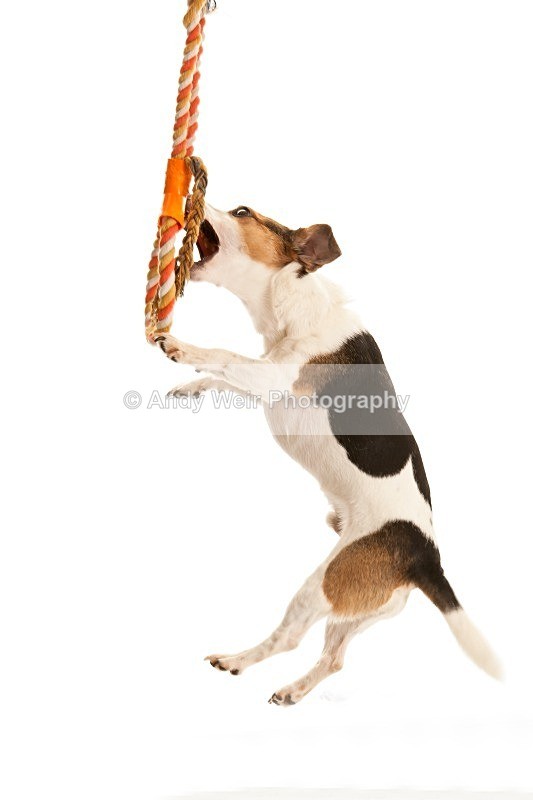 20121104-_MG_0884-1551 - Pets