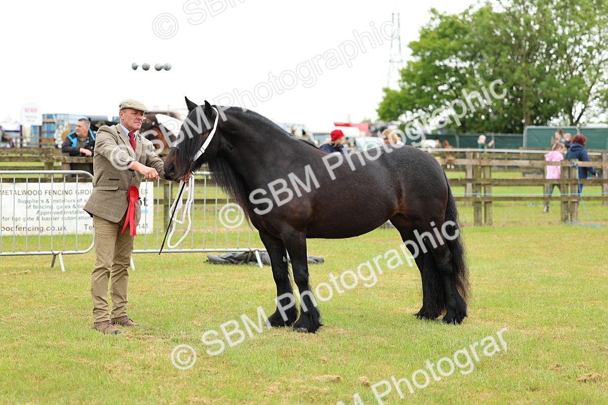 SBM_00566 - Class 58-67 - M&M Non Welsh Pony In hand