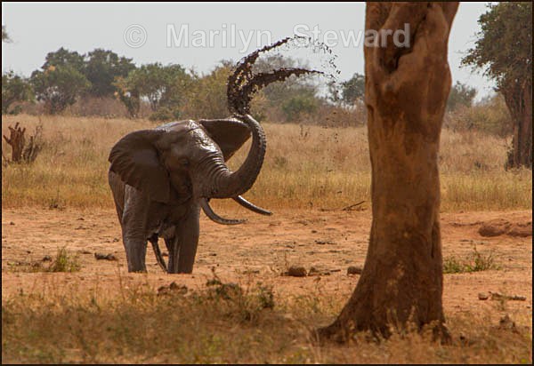 Elephant trunk spray - Kenya, Tsavo East