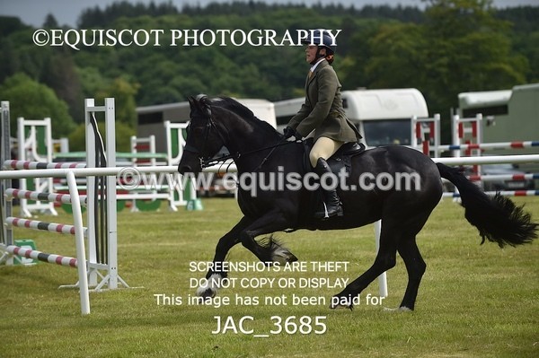 JAC_3685 - 75CM WORKING HUNTER