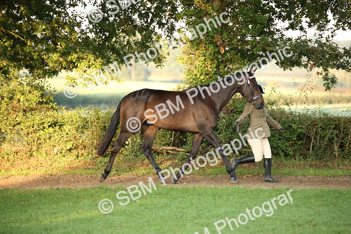 SBM_56832 - S49 - Riding Horse & Hack & Thoroughbred In Hand