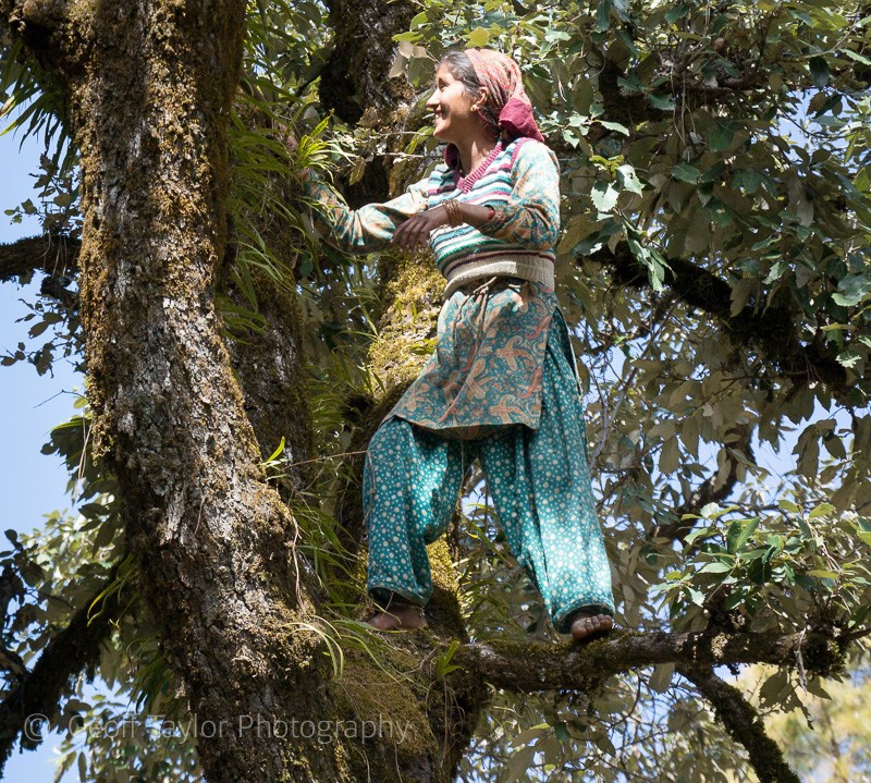 Kathdara to Matkanya - Binsar Sanctuary