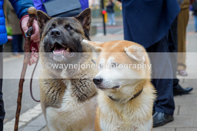 NGP_8114 - 2024 Animals in War Remembrance Gathering