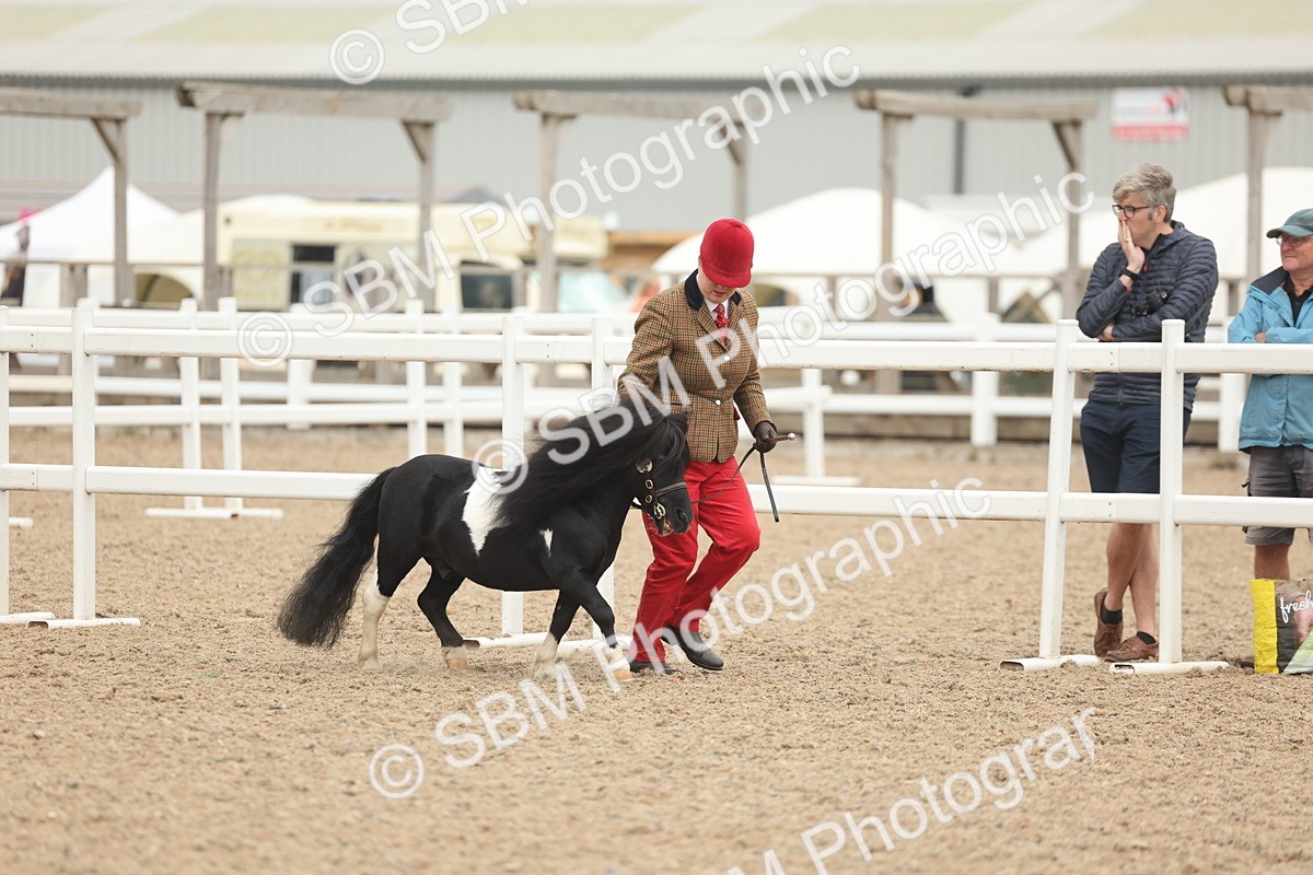 SBM_19238 - Class 317 - IH Pure Bred Horse-Pony