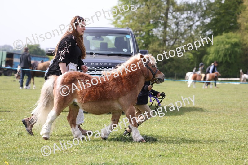 20260426-3168 - Class 26 - Shetland Ponies and Minitures