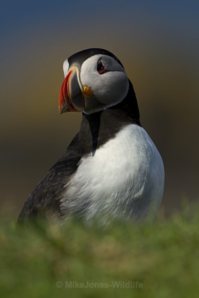 PUFFIN, LUNGA, TRESHNISH ISLES - PUFFINS, ISLE OF MULL