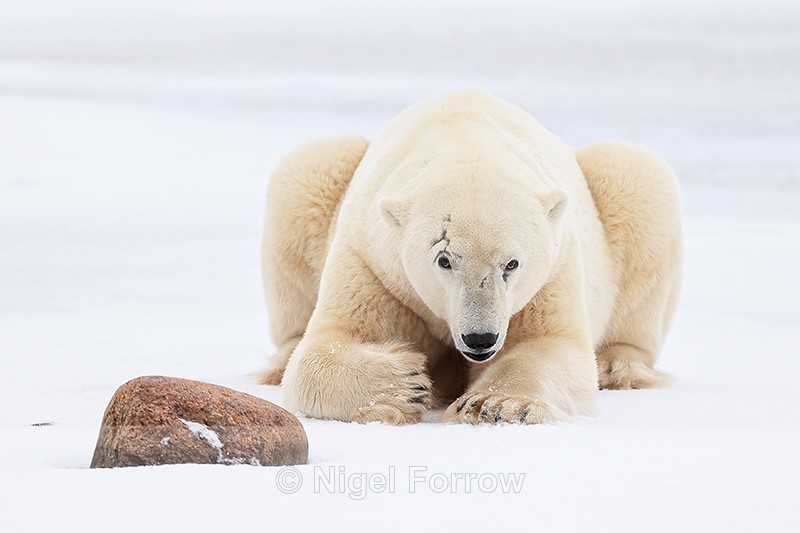 Heavily scarred male Polar Bear rests after sparring, Churchill - Polar Bear