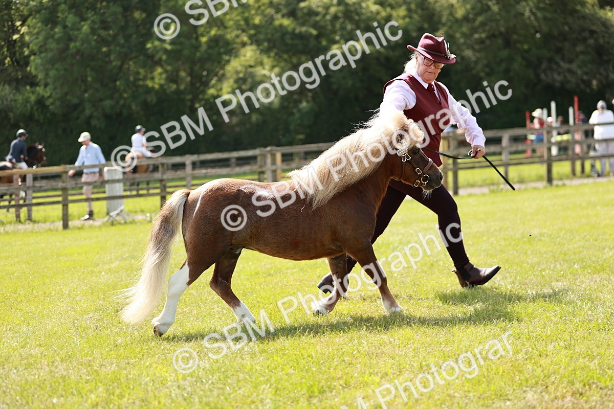 SBM_01961 - Class 14-23 - Mountain & Moorland In Hand Non Welsh
