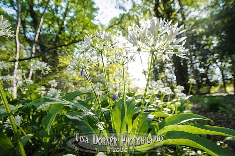 Wild Garlic - Plants & Flowers