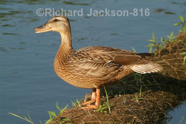 'That's Just Duckey' - Birds
