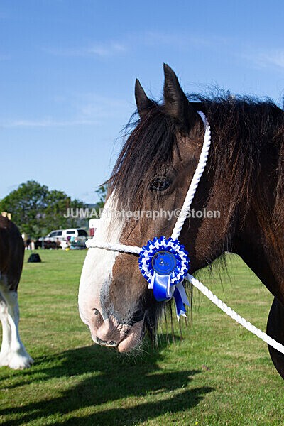 DSC_0070 - Ring 1