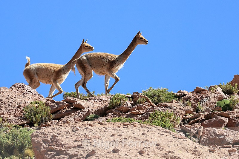 Vicunas running along ridge, Chile - Vicuna