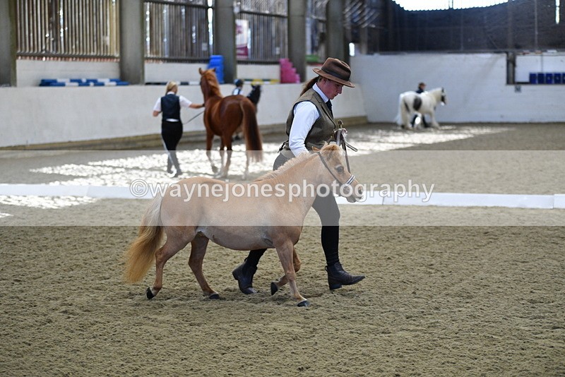 WJ5_3883 - Class 5 In Hand Veterans