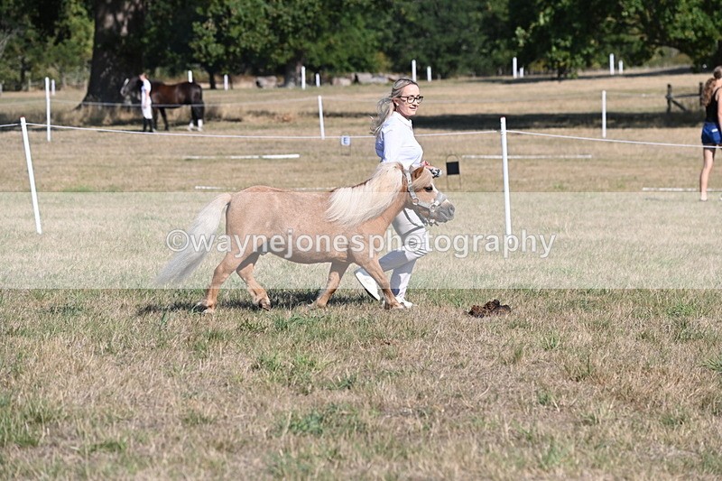 WJ6_7251 - Class 33 Rescue Pony