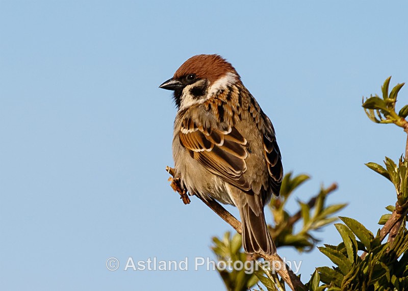Astland Photography, Bird and Wildlife Images, Susan and Peter Wilson, U.K.