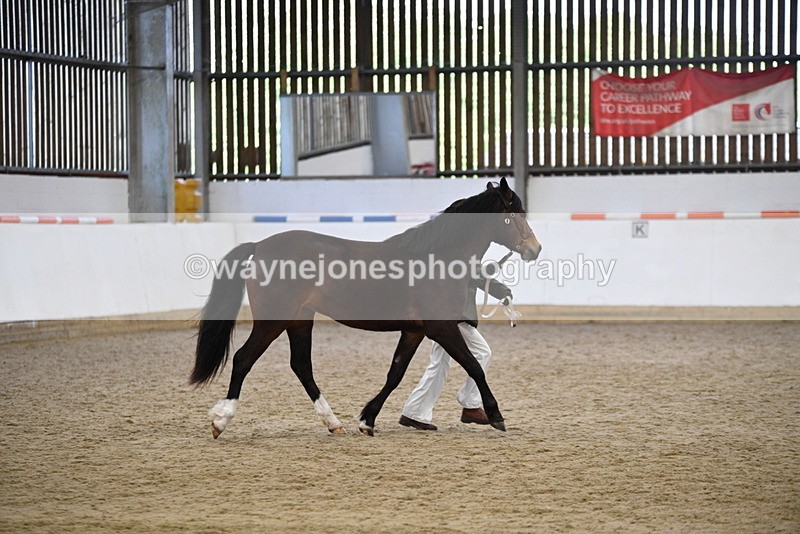 WJ5_5717 - Morning in hand Championship