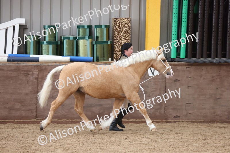 20251109-0873 - Class 25 - Yearling, Colt, Filly or Gelding