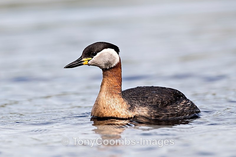 Red-necked Grebe - Danube Delta