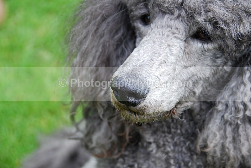  - Poodles