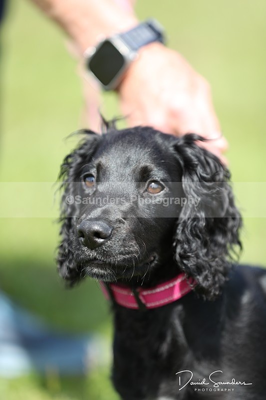 SPXX0553 - Dog show