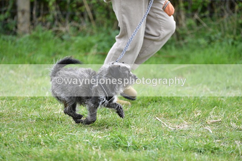 WJ5_9218 - Class 1 Best Cross Breed / Heniz 57