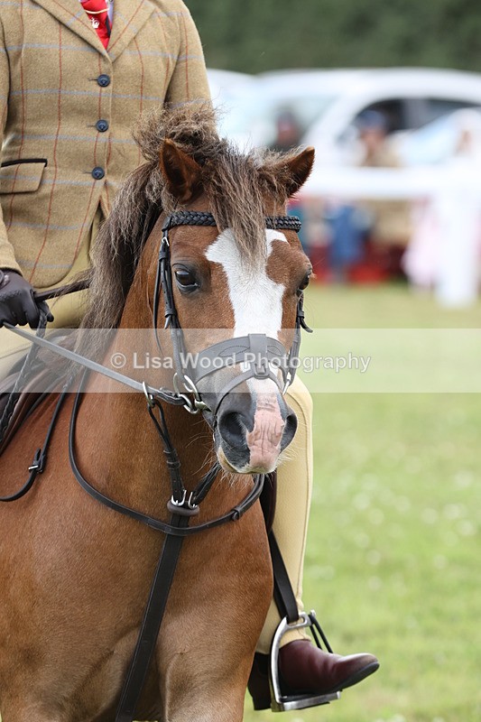 JPP_1918 - Class 18: Tiny Tots Working Hunter Pony