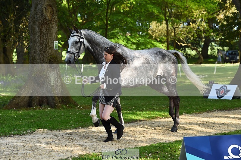 230524-170236-01251 - 130-CFH_DAKAR_HILL-Millie_Juleff-WEDTrotUp+DR