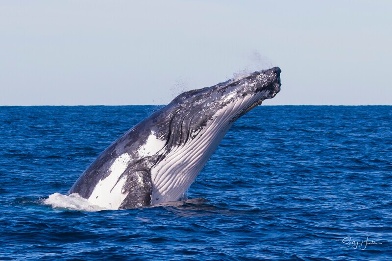 0A3A3506 - 2024 Whale Photos