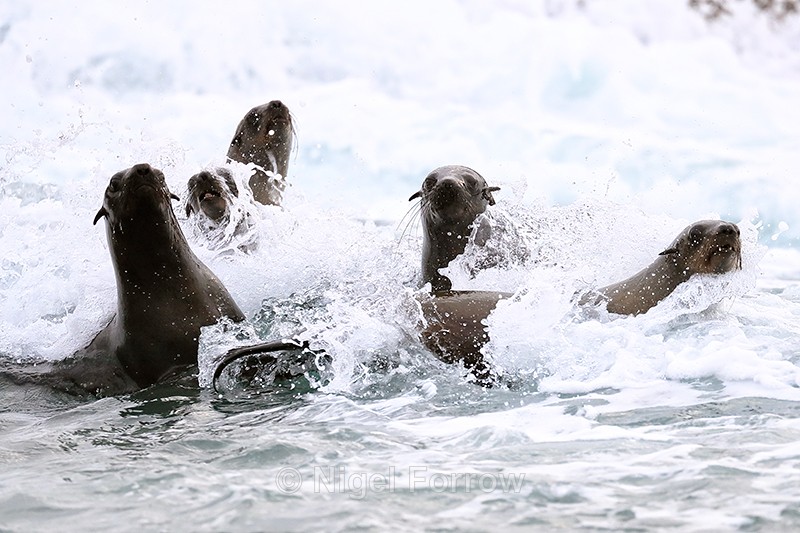 Cape Fur Seals in surf, Seal Island, Mossel Bay, South Africa - Seal