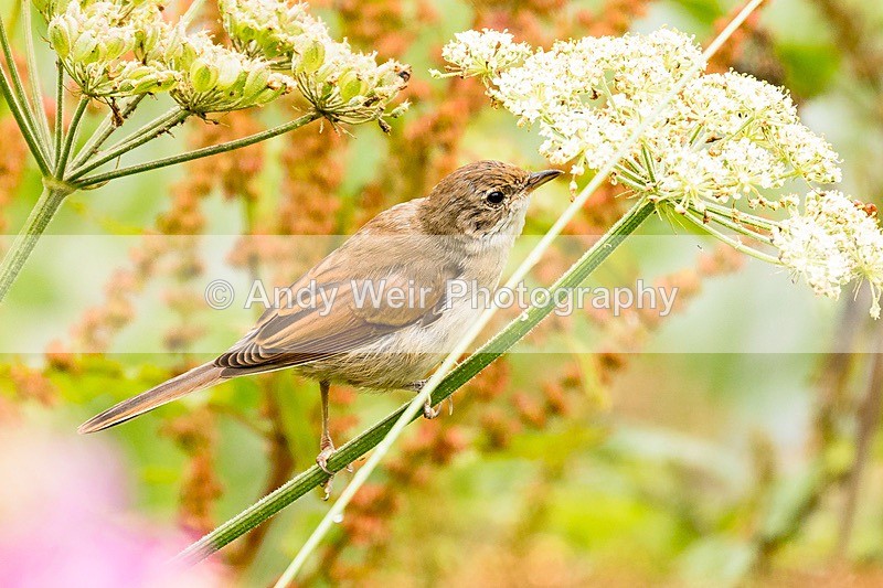 170710-untitled0116 - Whitethroat