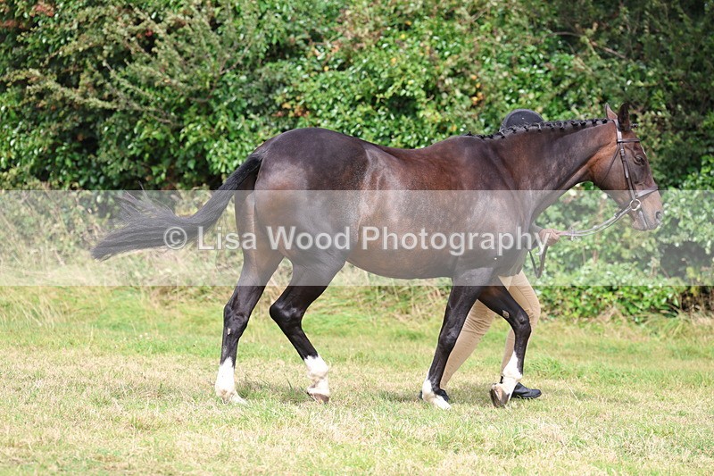 3E7A5528 - Class 20: Sports Horse In Hand