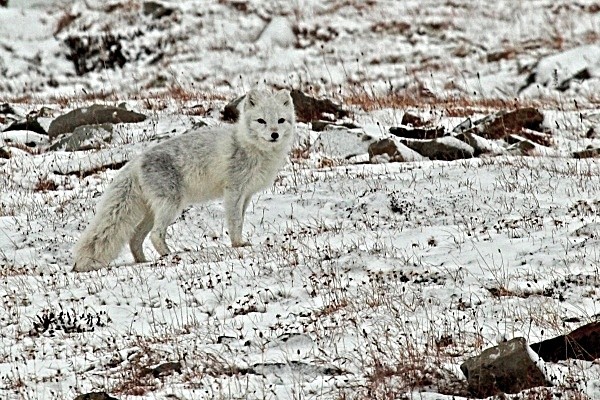 Arctic fox  6379a - Wildlife