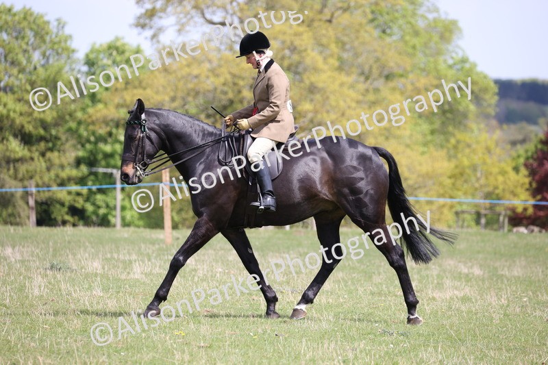 20250427-4112 - Class 34 - Best Riding Horse Over 14.2hh
