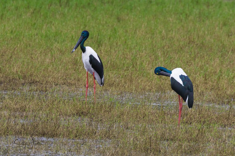 Jabiru Pair 1. 0A3A6846 - Jabiru