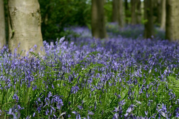 Bluebell wood  _S059 - Woodland scenes & flowers
