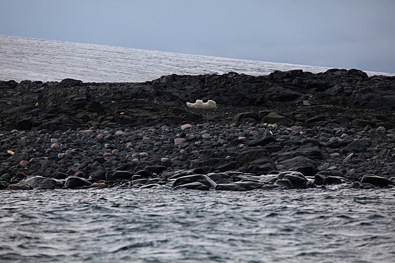 Polar bear  8678 - Trip with MS Expedition August 2016