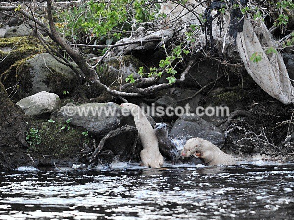 equiscot 2248 - ALBINO OTTERS - SCOTLAND