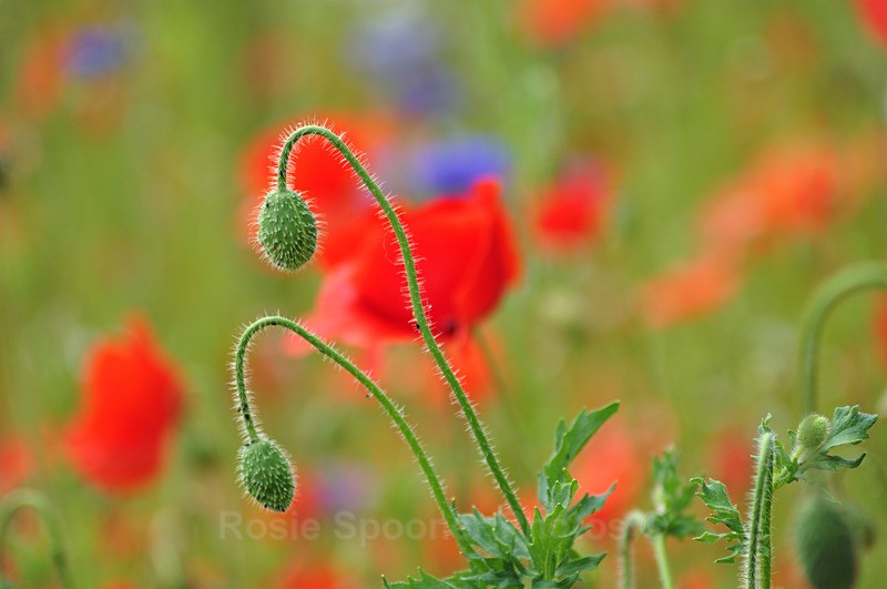 Poppies and wild flowers 4 - Wildlife and Nature