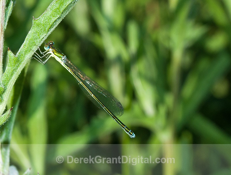 Sedge Sprite(m) - Dragonflies of Atlantic Canada