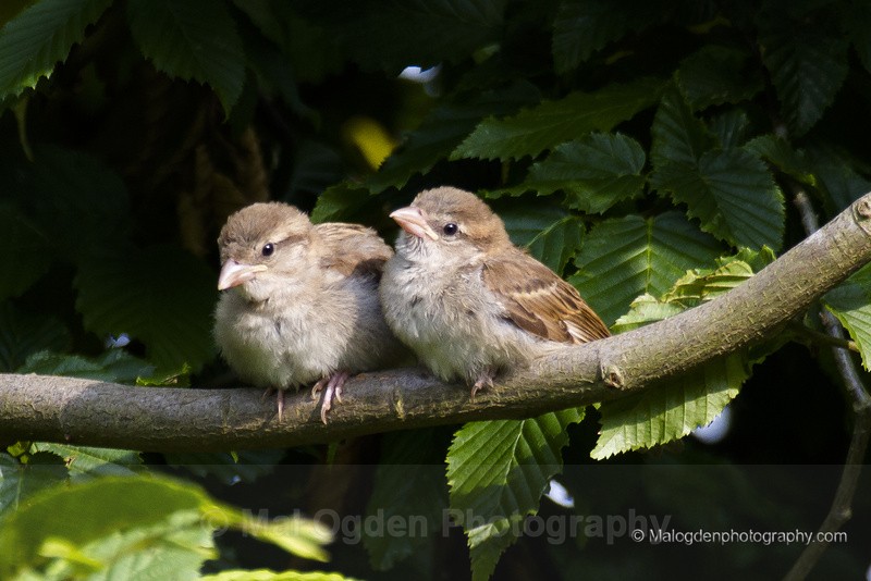 Sparrows - Flora & Fauna