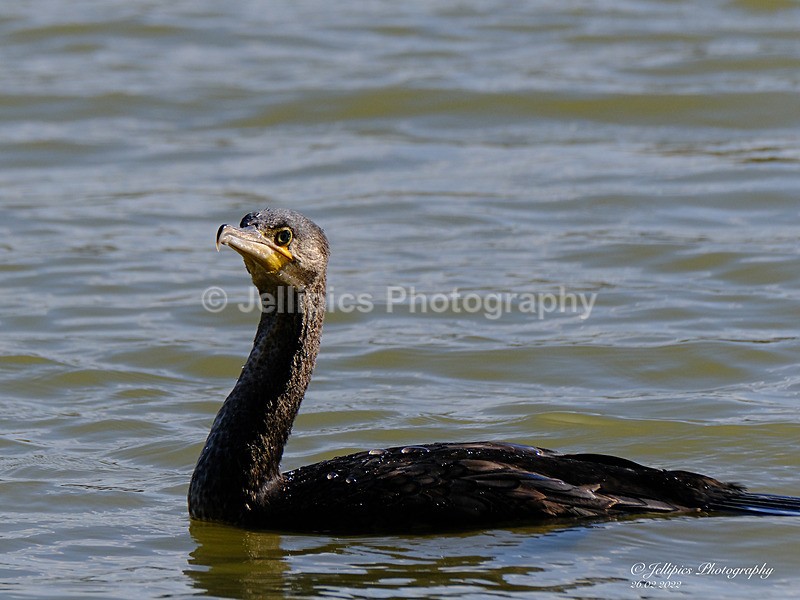  - Wildlife and Nature