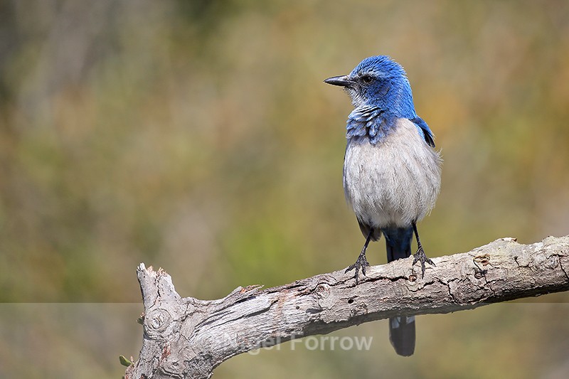 Florida Scrub-Jay fluffed-up, Venice, Florida - Florida Scrub-Jay