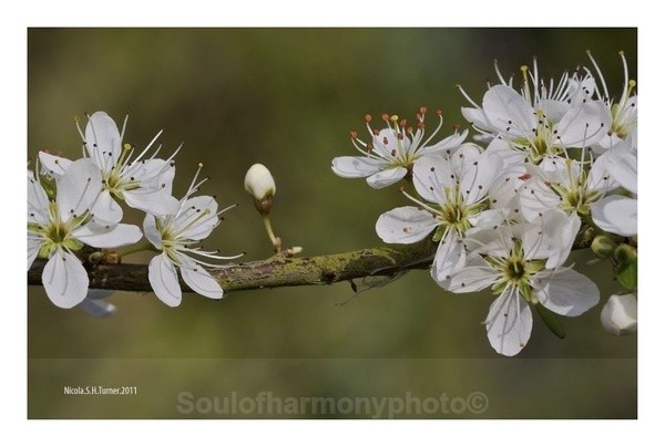 Hawthorn - Floria Macro